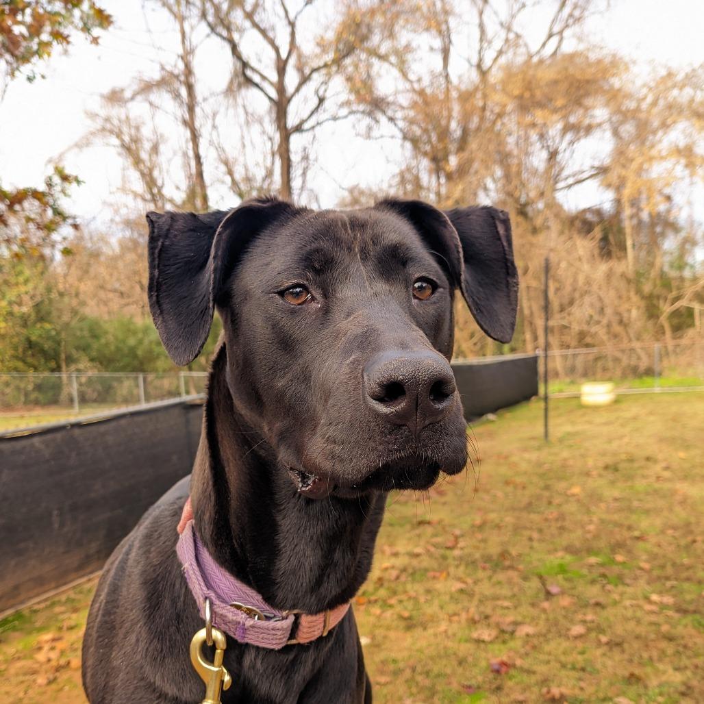 Enlarge Kova, a Adoptable Mixed Breed in Auburn, AL image 2/6