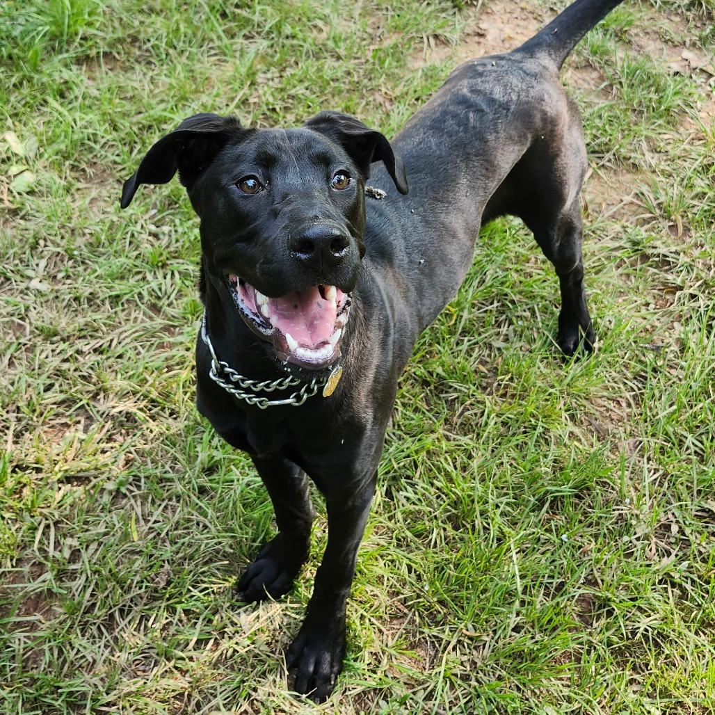 Kova, a Adoptable Mixed Breed in Auburn, AL image 3/6