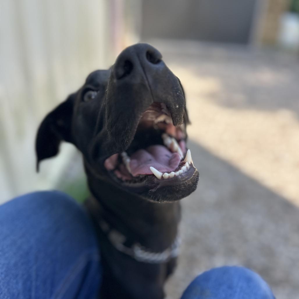 Enlarge Kova, a Adoptable Mixed Breed in Auburn, AL image 4/6