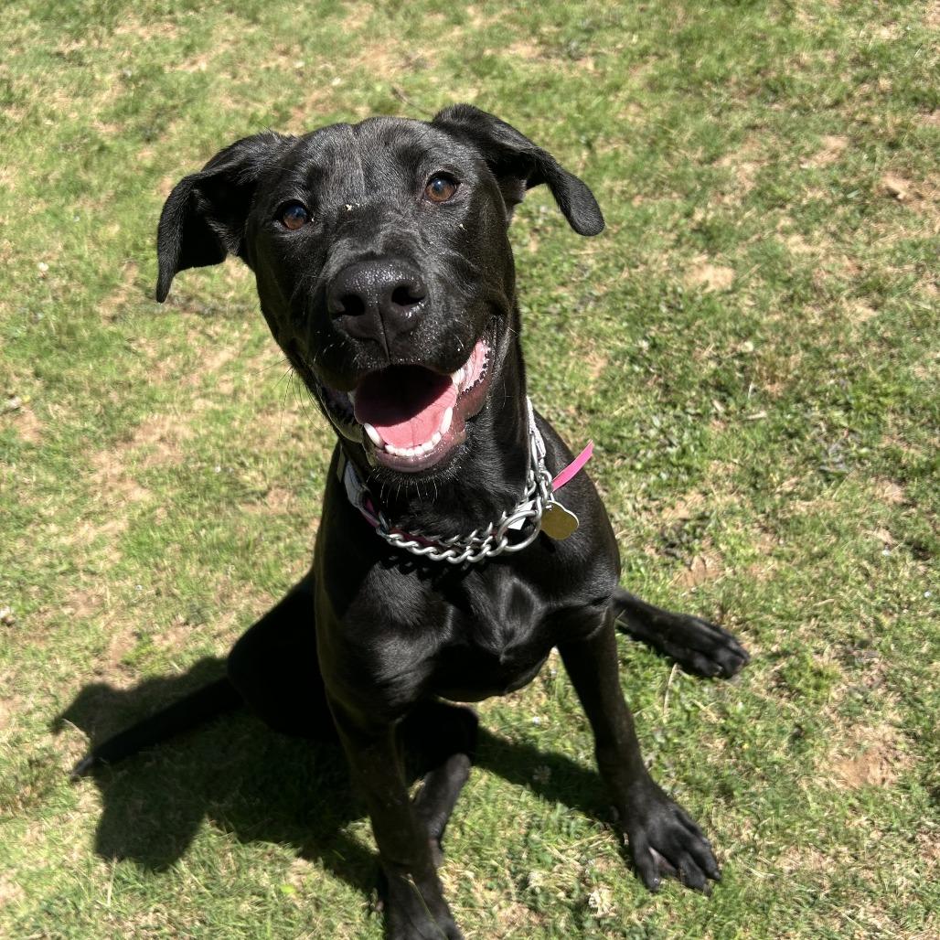 Kova, a Adoptable Mixed Breed in Auburn, AL image 5/6