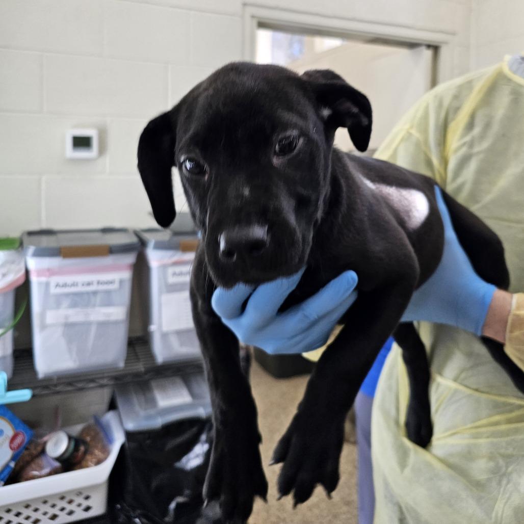 Kova, a Adoptable Mixed Breed in Auburn, AL image 6/6