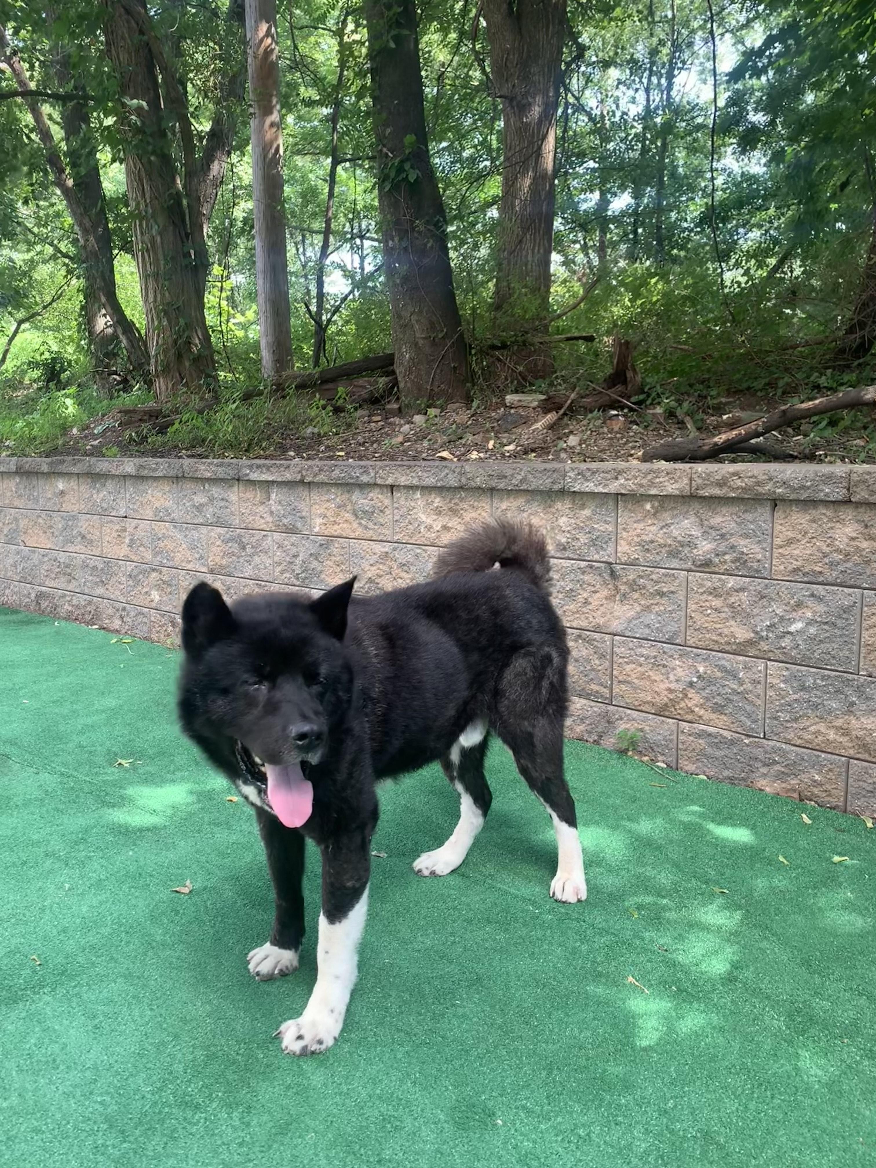 Teddy  private owner