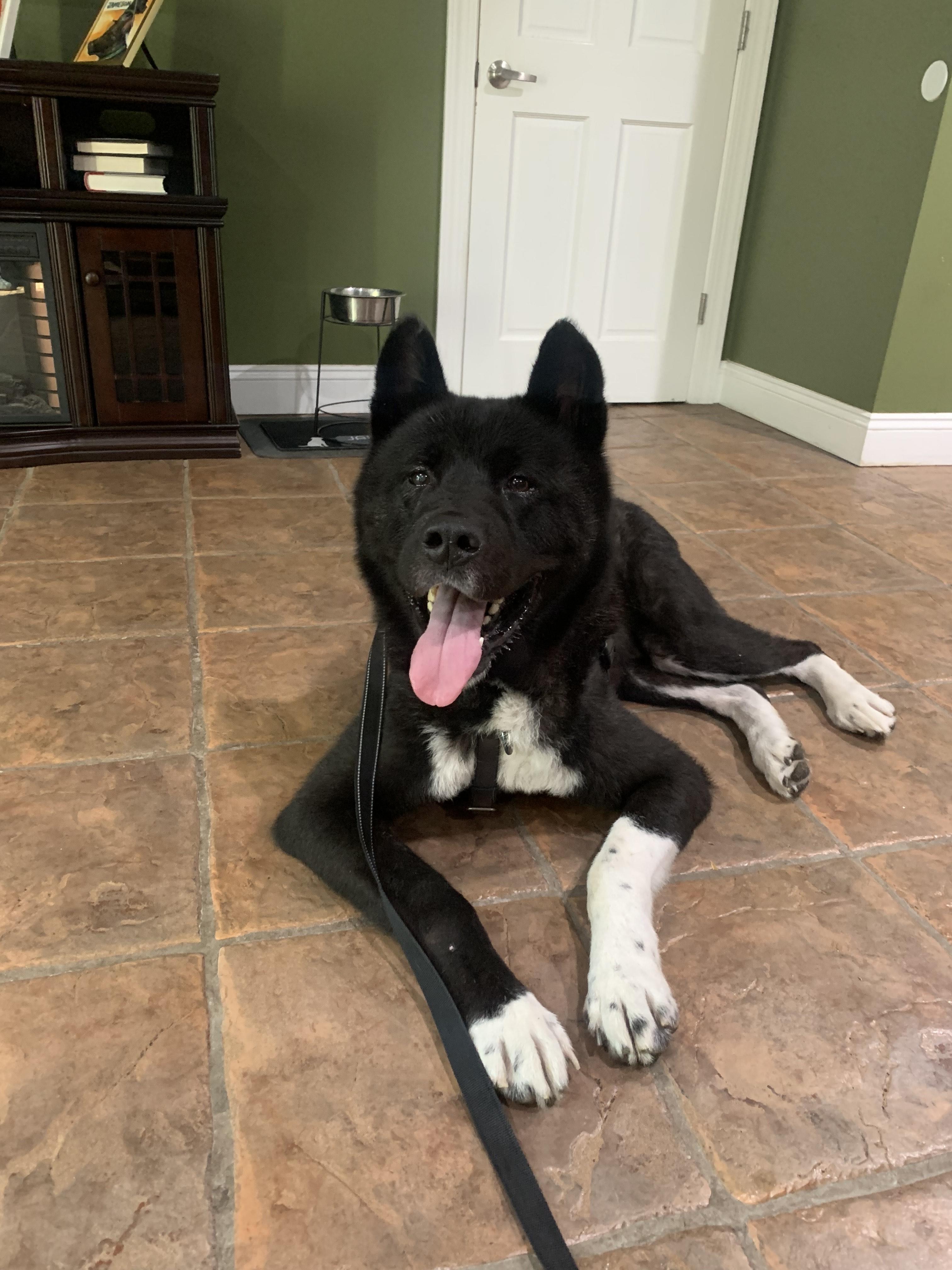 Teddy  private owner 2