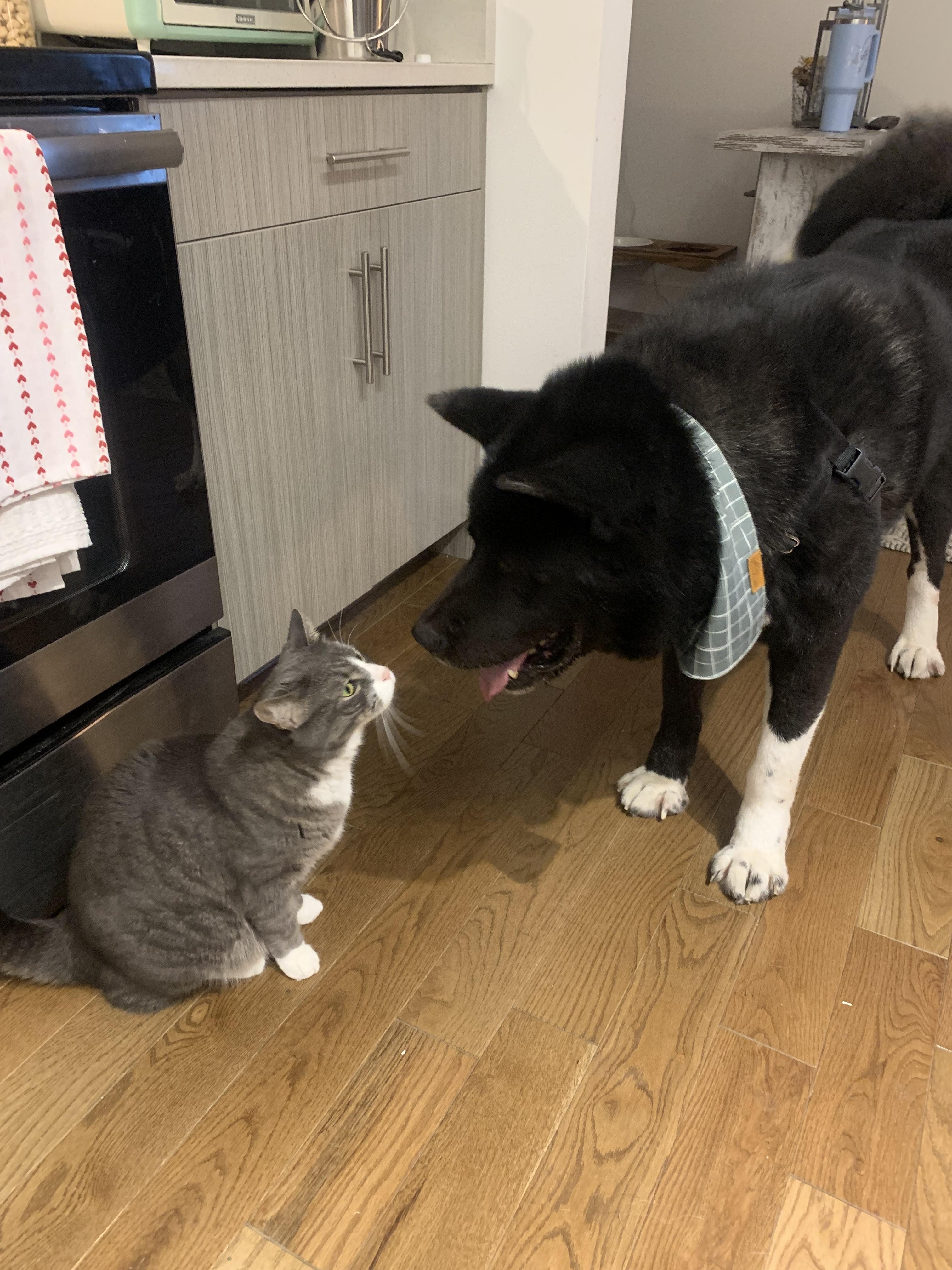 Teddy  private owner