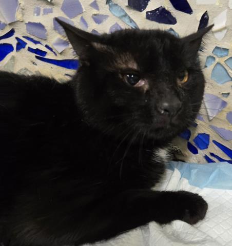 FISHSTICK, Adoptable, Young Male Domestic Short Hair.