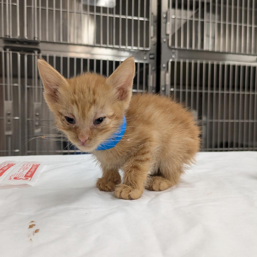 Cheeto, a Adoptable Domestic Short Hair in Manhattan, KS image 1/2