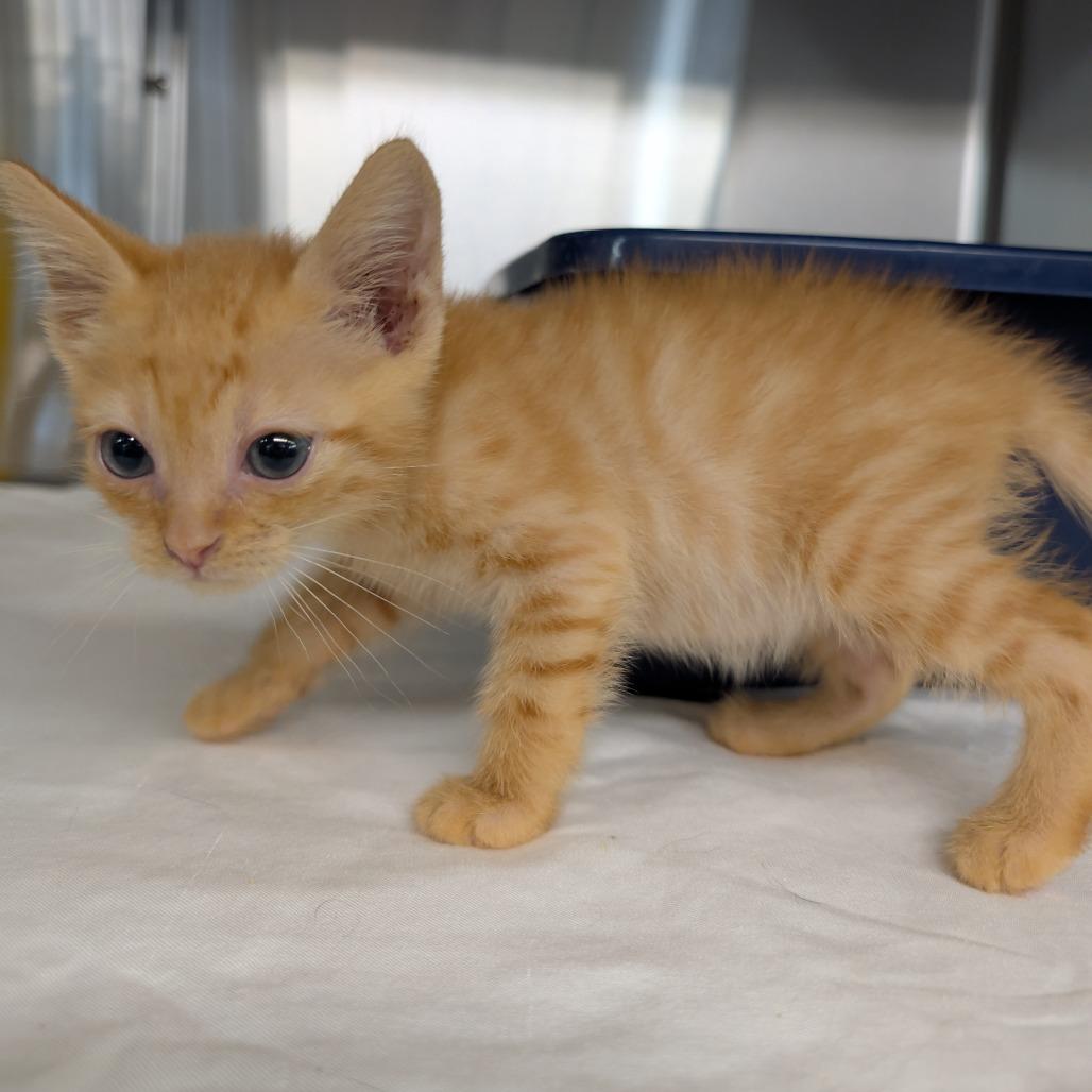 Cheeto, a Adoptable Domestic Short Hair in Manhattan, KS image 2/2