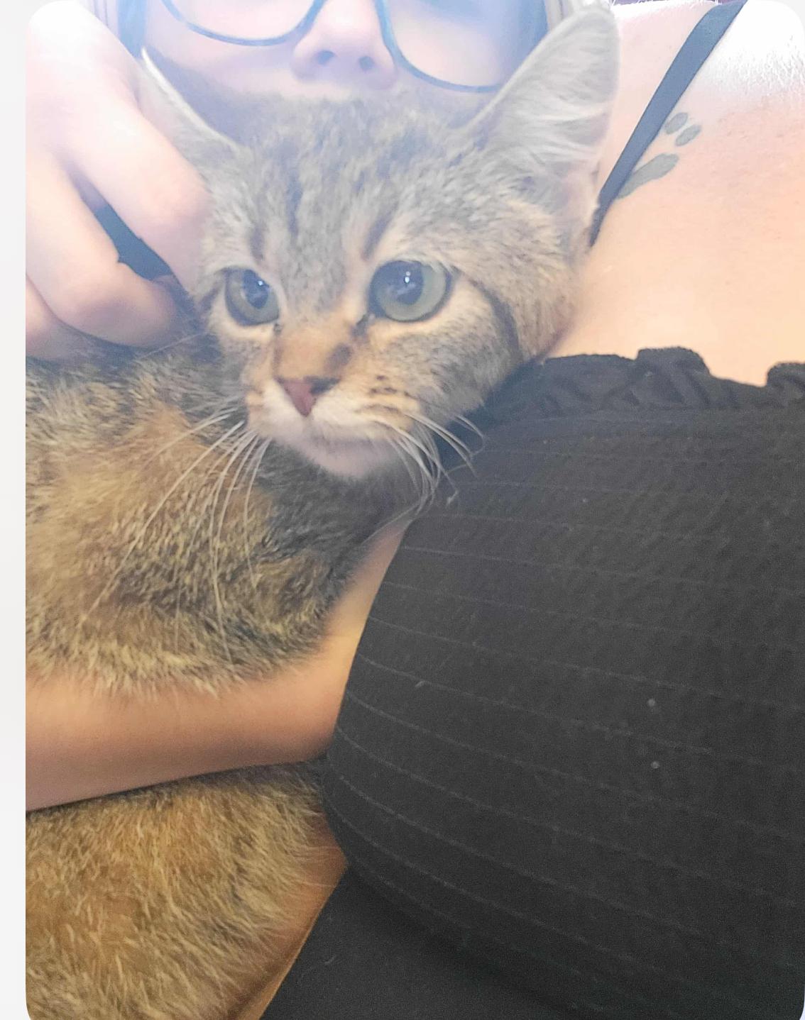 Zoé, adopted, Kitten Female Pixiebob.