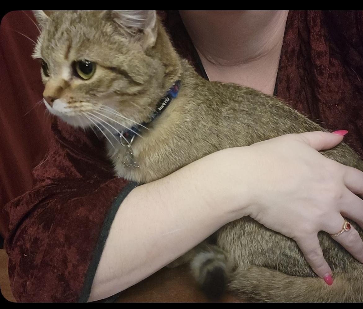 Enlarge Zoé, an adopted Pixiebob in Saint-Jacques, QC image 2/2