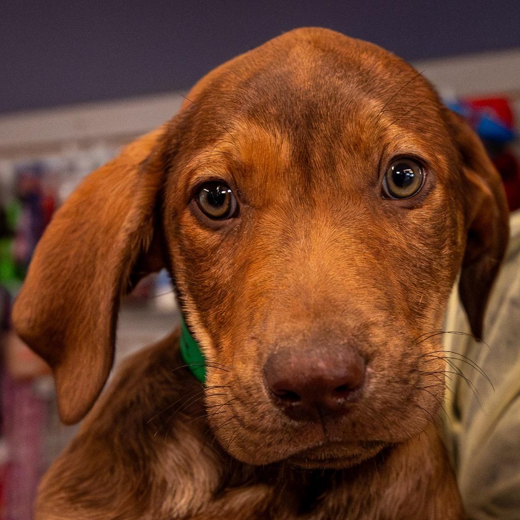 Enlarge Baguette, a Adoptable Mixed Breed in Kennebunk, ME image 1/1