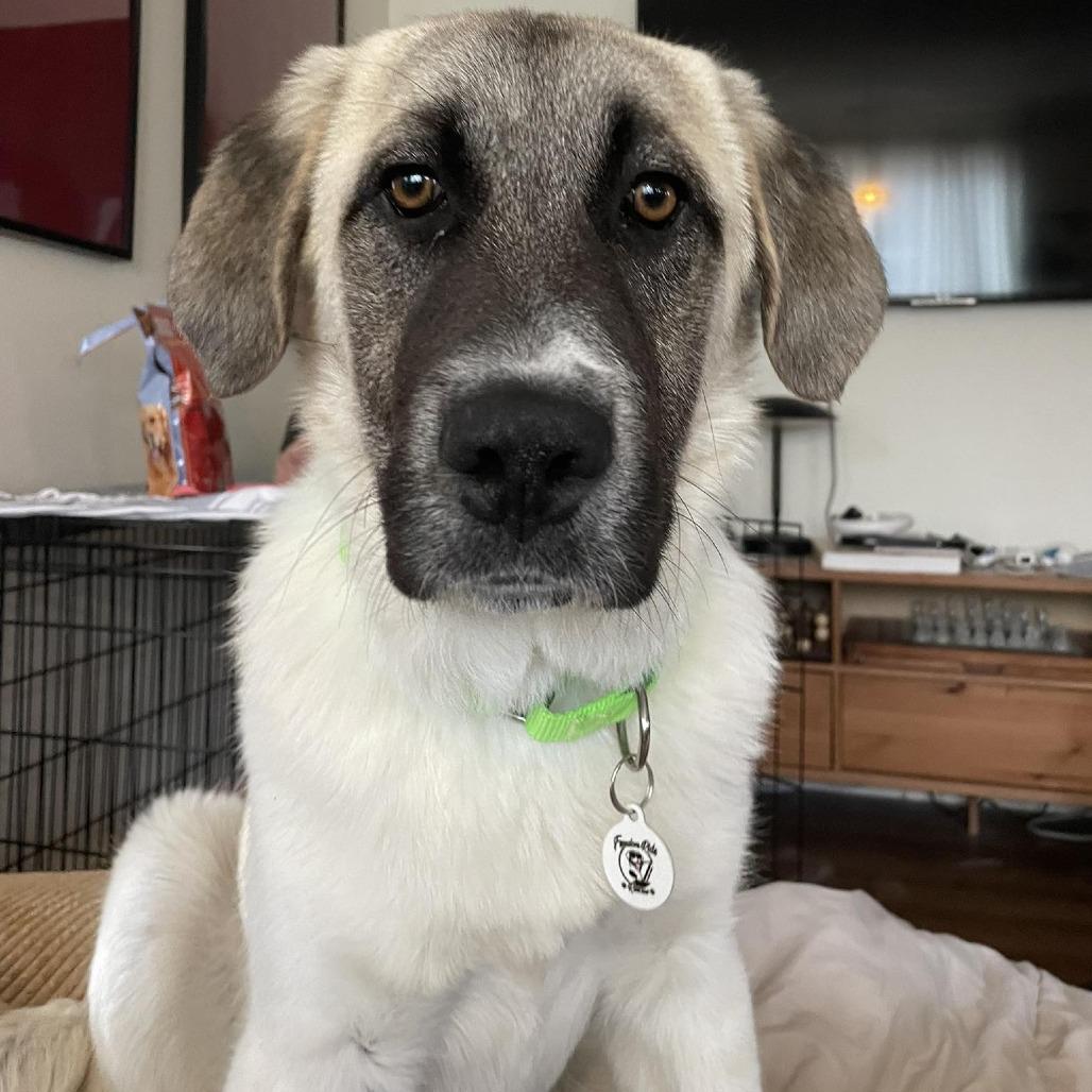 Enlarge Poplar, a Adoptable mixed breed in Raleigh, NC image 1/5