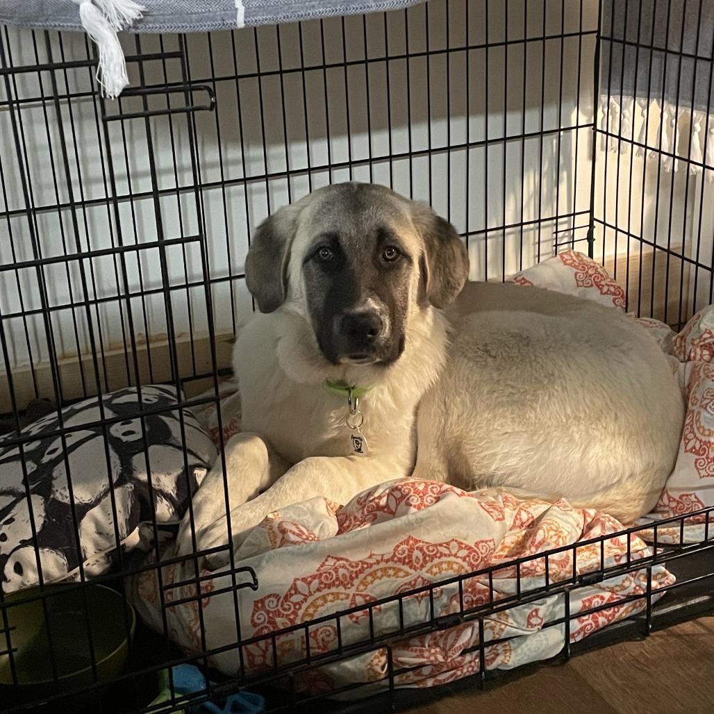 Enlarge Poplar, a Adoptable mixed breed in Raleigh, NC image 3/5