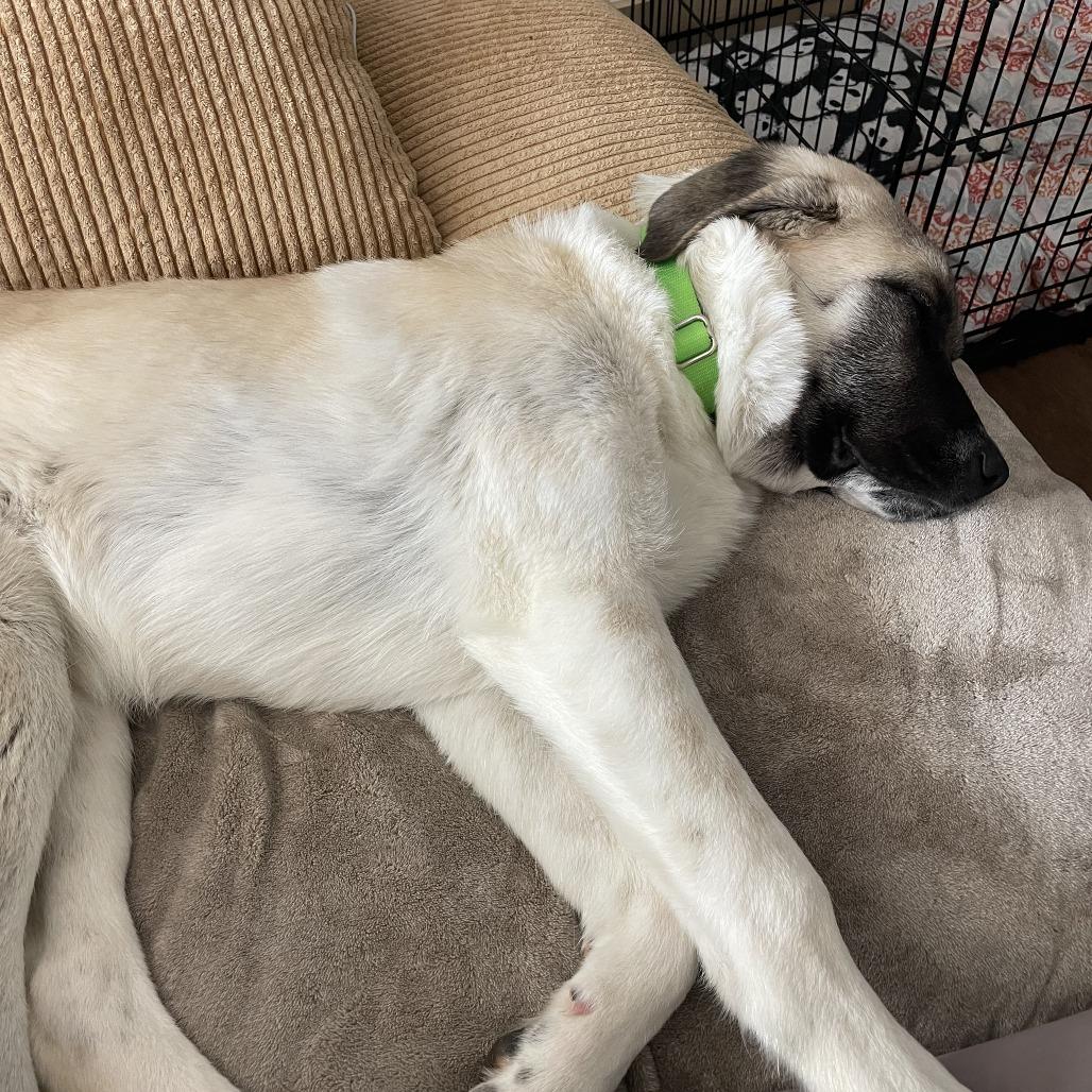 Enlarge Poplar, a Adoptable mixed breed in Raleigh, NC image 5/5