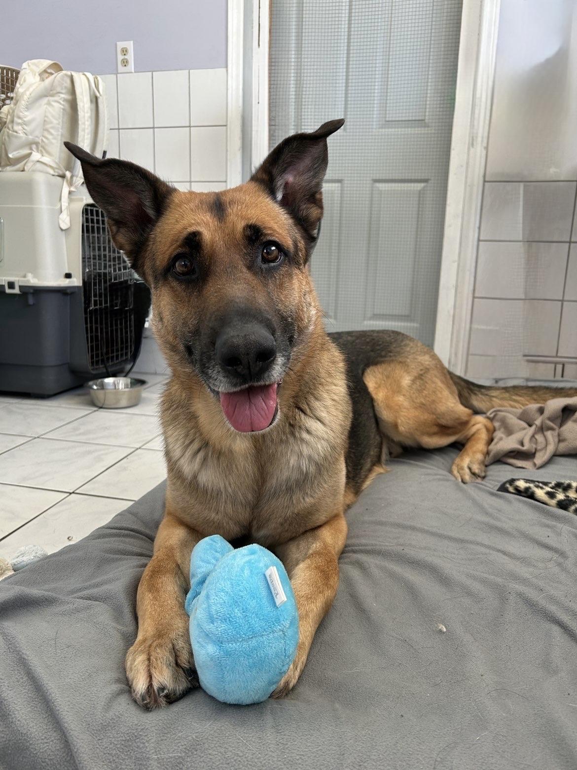 Pedro, ADOPTABLE, Adult Male German Shepherd Dog.