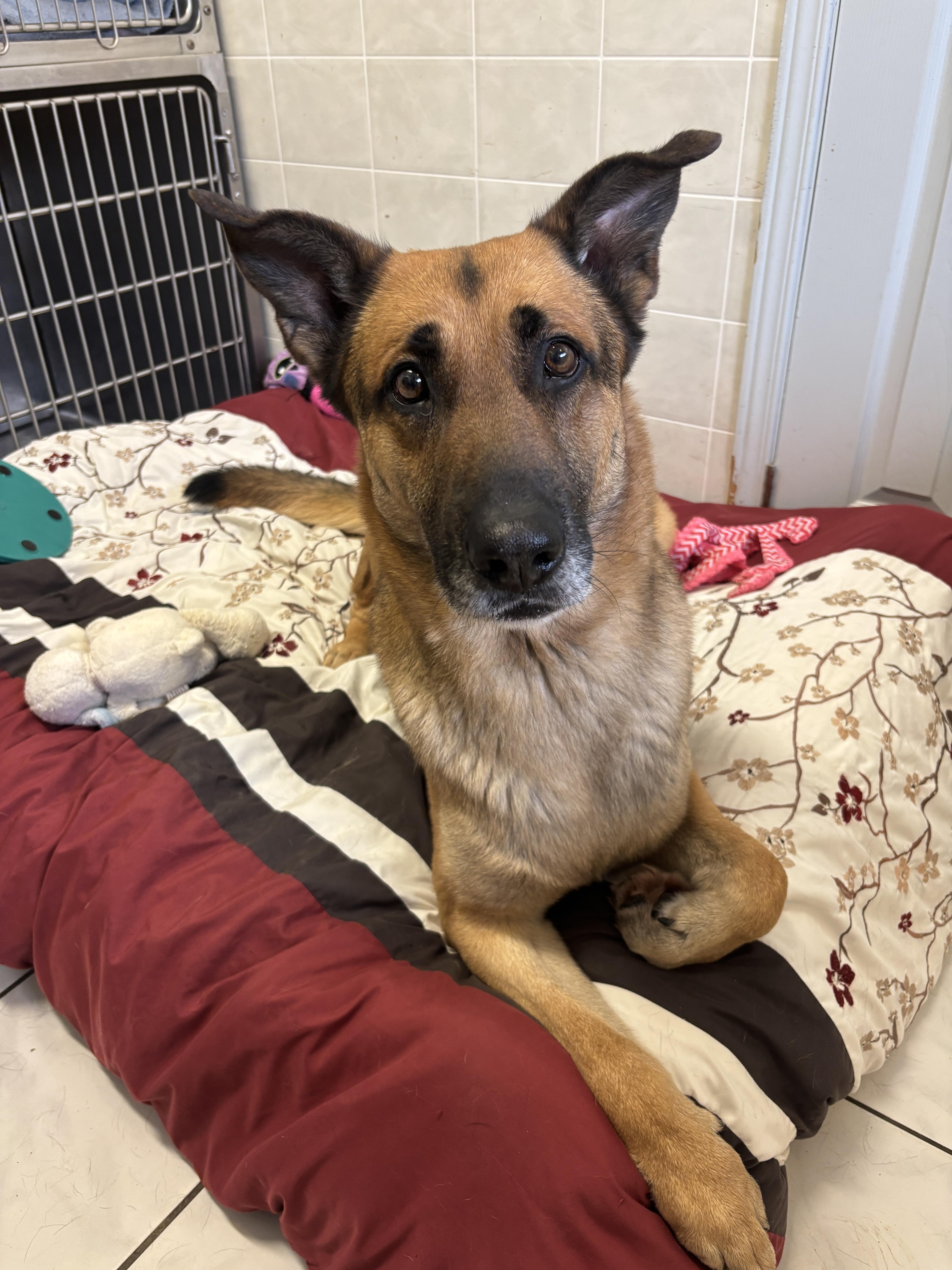 Enlarge Pedro, a ADOPTABLE mixed breed in Ilderton, ON image 3/3