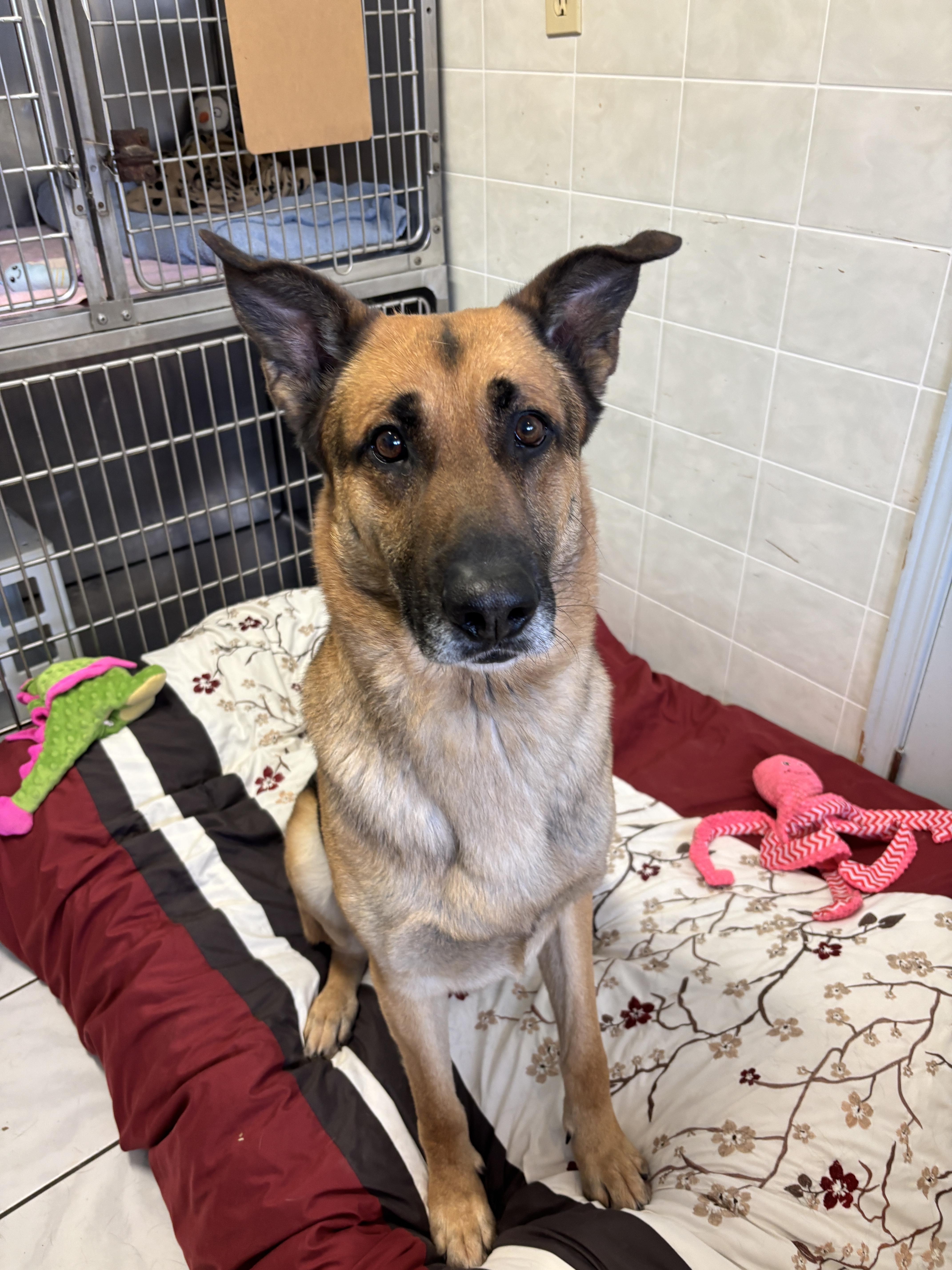 Enlarge Pedro, a ADOPTABLE mixed breed in Ilderton, ON image 2/3