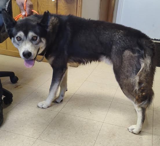 Enlarge Chico, a Adopted mixed breed in Washington Court House, OH image 1/1