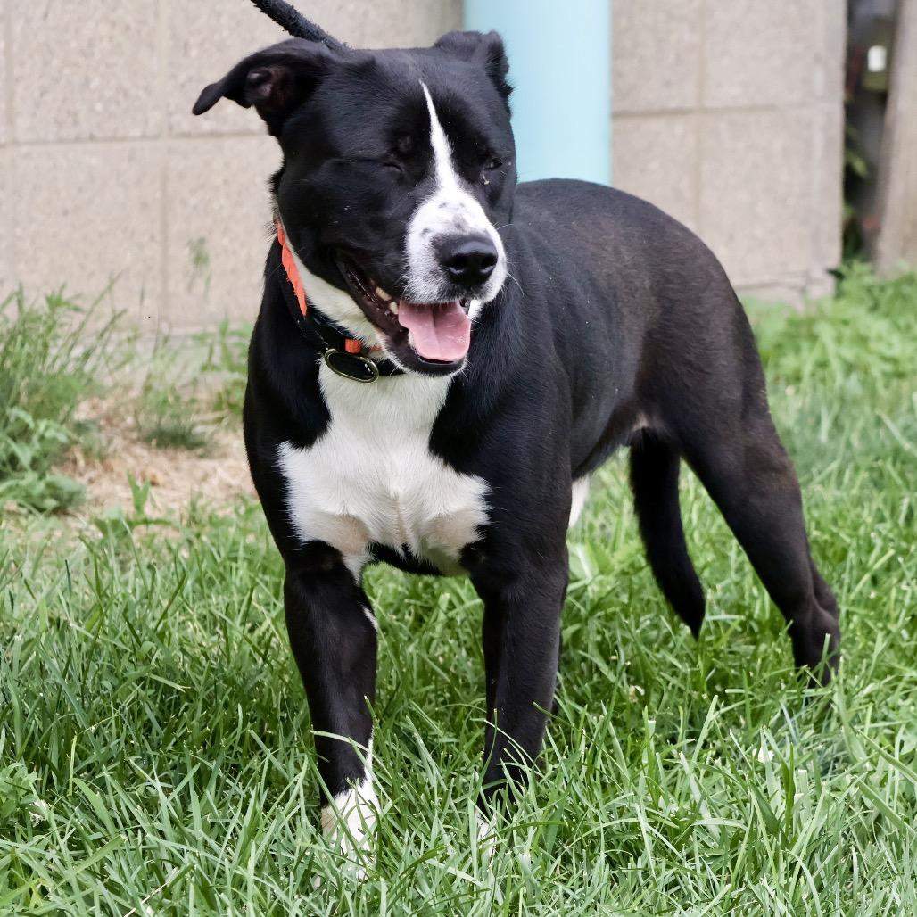 Orin, a Adoptable mixed breed in St Joseph, MO image 1/5