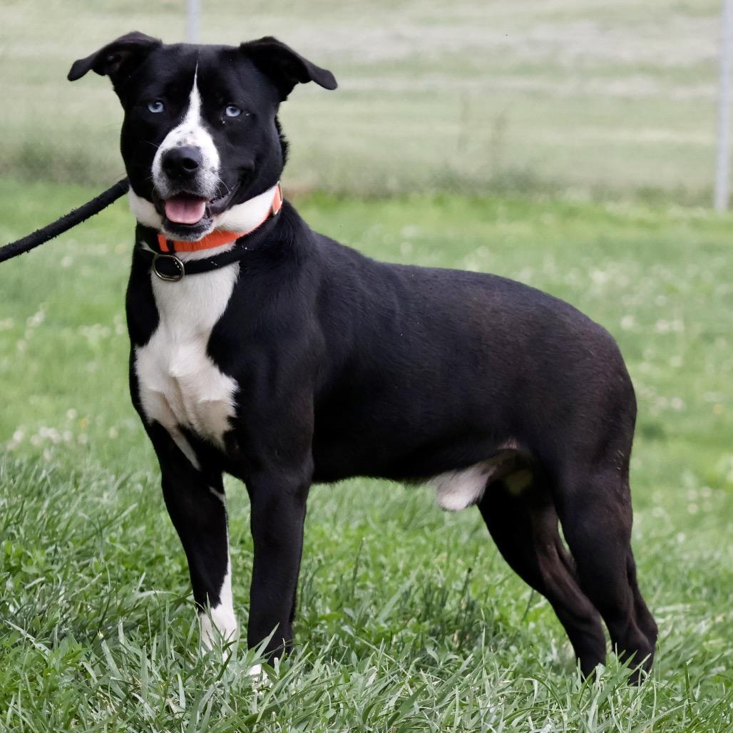 Orin, a Adoptable mixed breed in St Joseph, MO image 2/5
