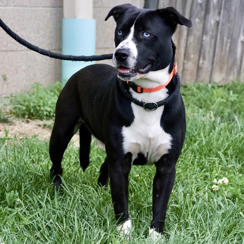 Orin, a Adoptable mixed breed in St Joseph, MO image 3/5