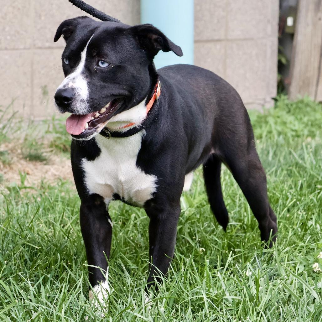Orin, a Adoptable mixed breed in St Joseph, MO image 4/5