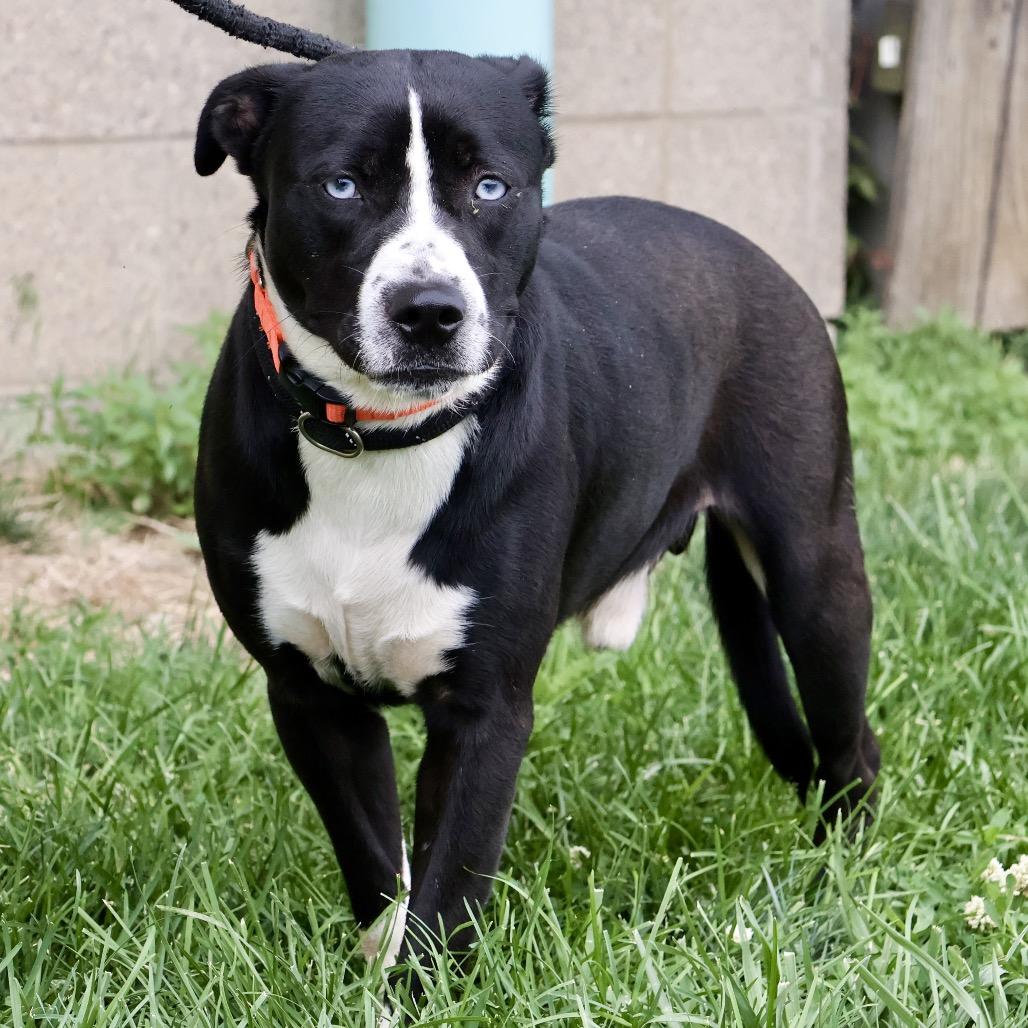 Orin, a Adoptable mixed breed in St Joseph, MO image 5/5