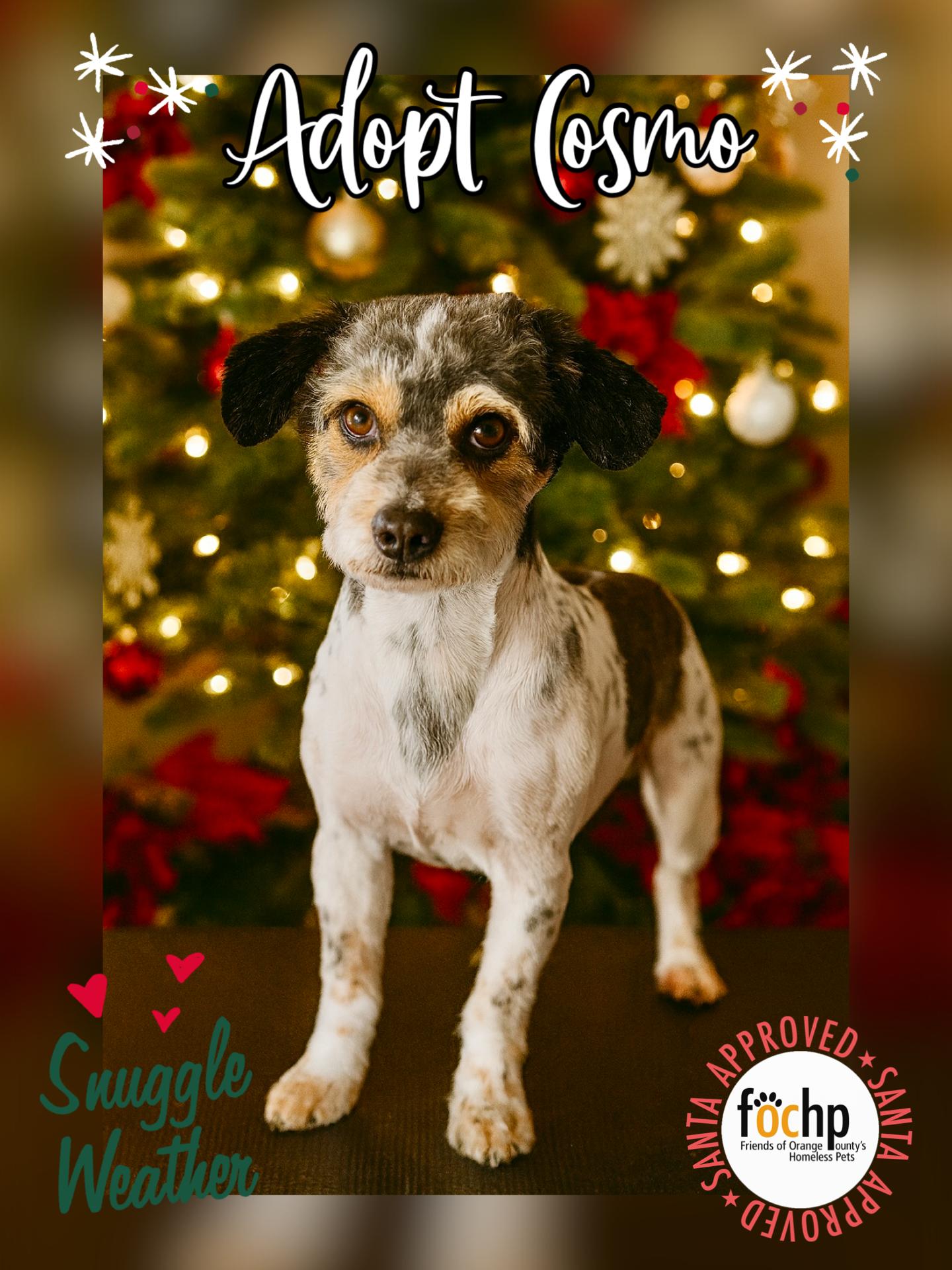 Cosmo, a Adoptable Poodle in Orange, CA image 1/2