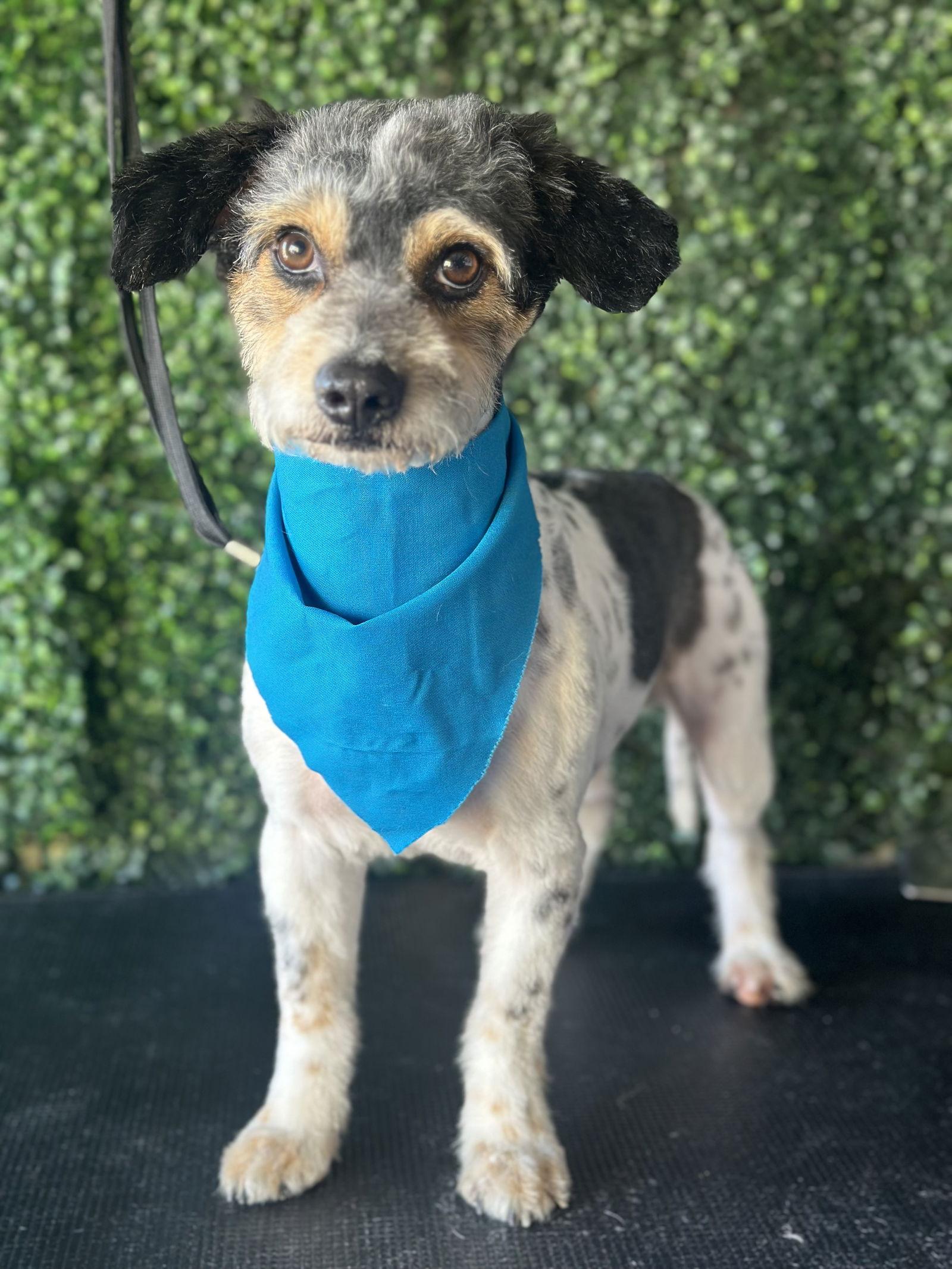 Cosmo, a Adoptable Poodle in Orange, CA image 2/2