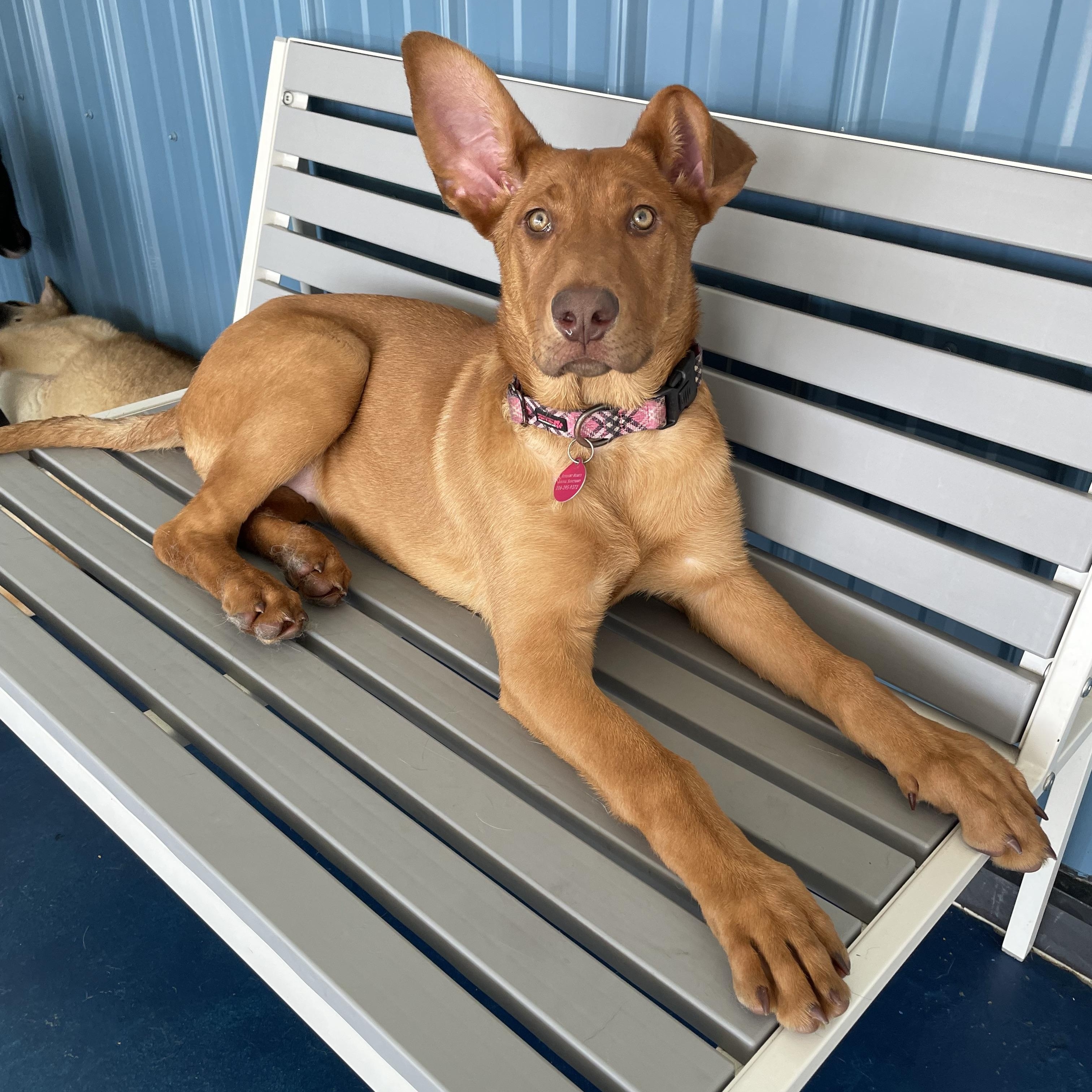 Worm, a ADOPTABLE mixed breed in Seattle, WA image 1/4