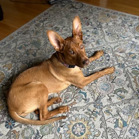 Worm, a ADOPTABLE mixed breed in Seattle, WA image 4/4