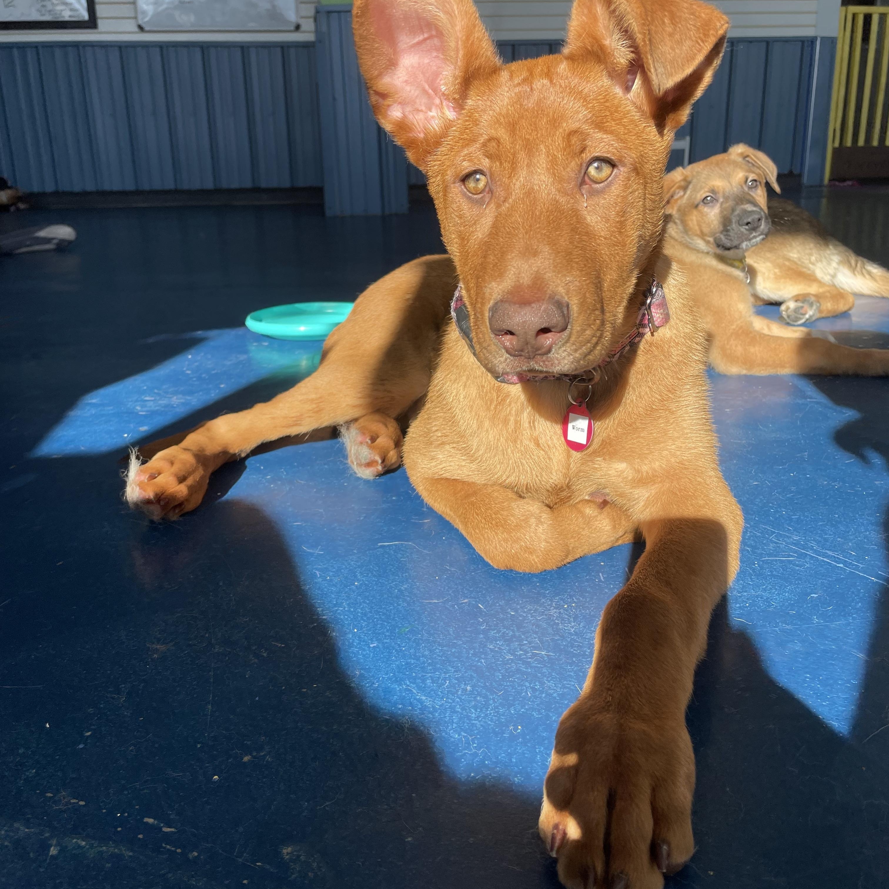 Worm, a ADOPTABLE mixed breed in Seattle, WA image 2/4