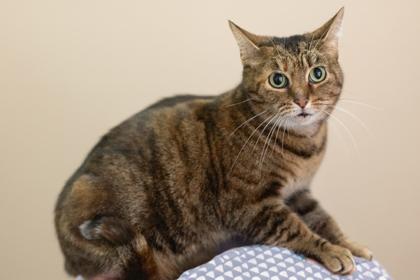 Enlarge Twilight, a ADOPTABLE mixed breed in Bedford, IN image 1/1