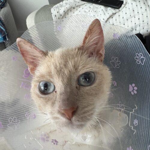 Shortcake, Adoptable, Young Female Domestic Short Hair & Siamese.