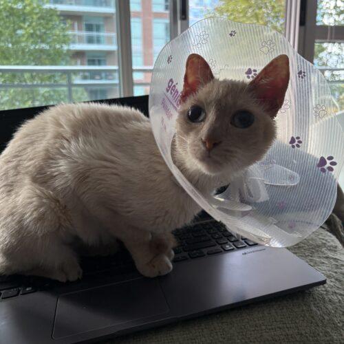 Enlarge Shortcake, a Adoptable mixed breed in Toronto, ON image 2/5