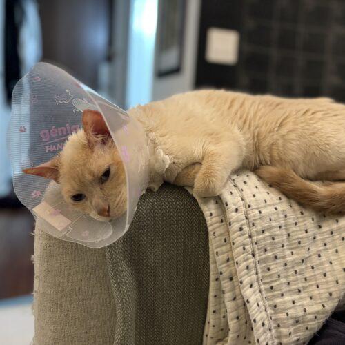 Enlarge Shortcake, a Adoptable mixed breed in Toronto, ON image 3/5