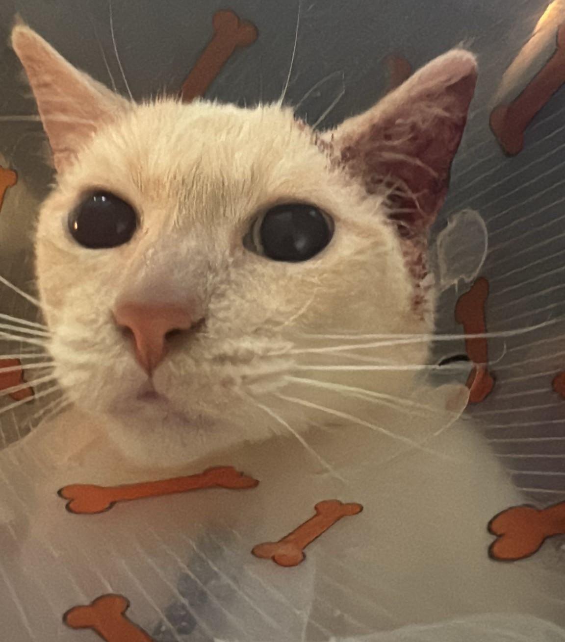 Shortcake, a Adoptable mixed breed in Toronto, ON image 5/6