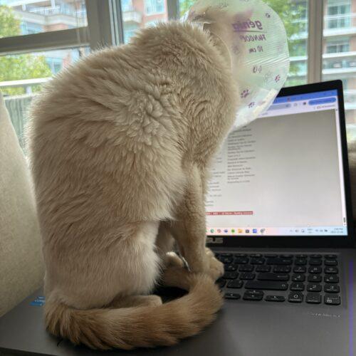 Enlarge Shortcake, a Adoptable mixed breed in Toronto, ON image 5/5