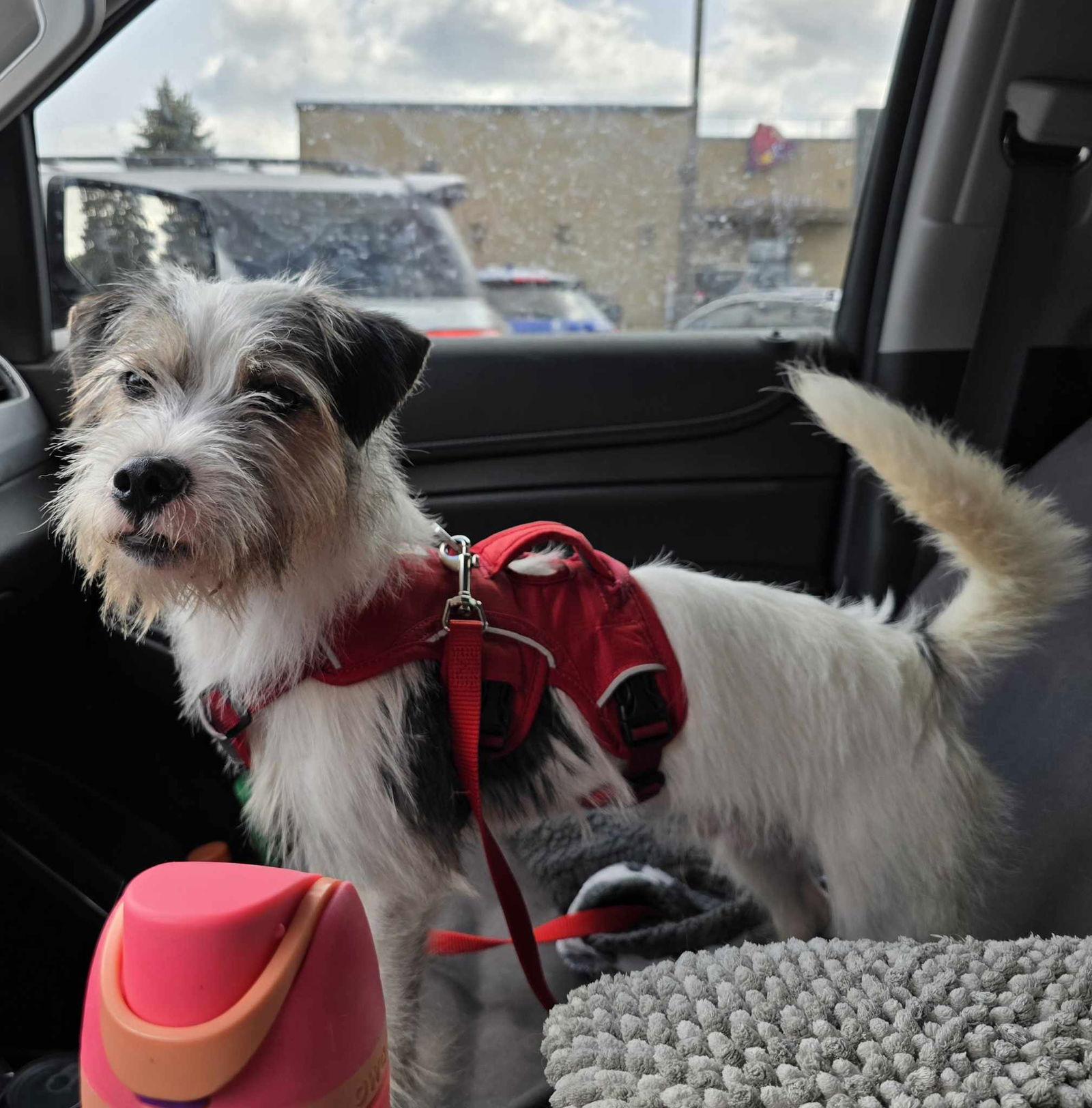Enlarge Trek, a Adopted mixed breed in Columbus, IN image 1/3