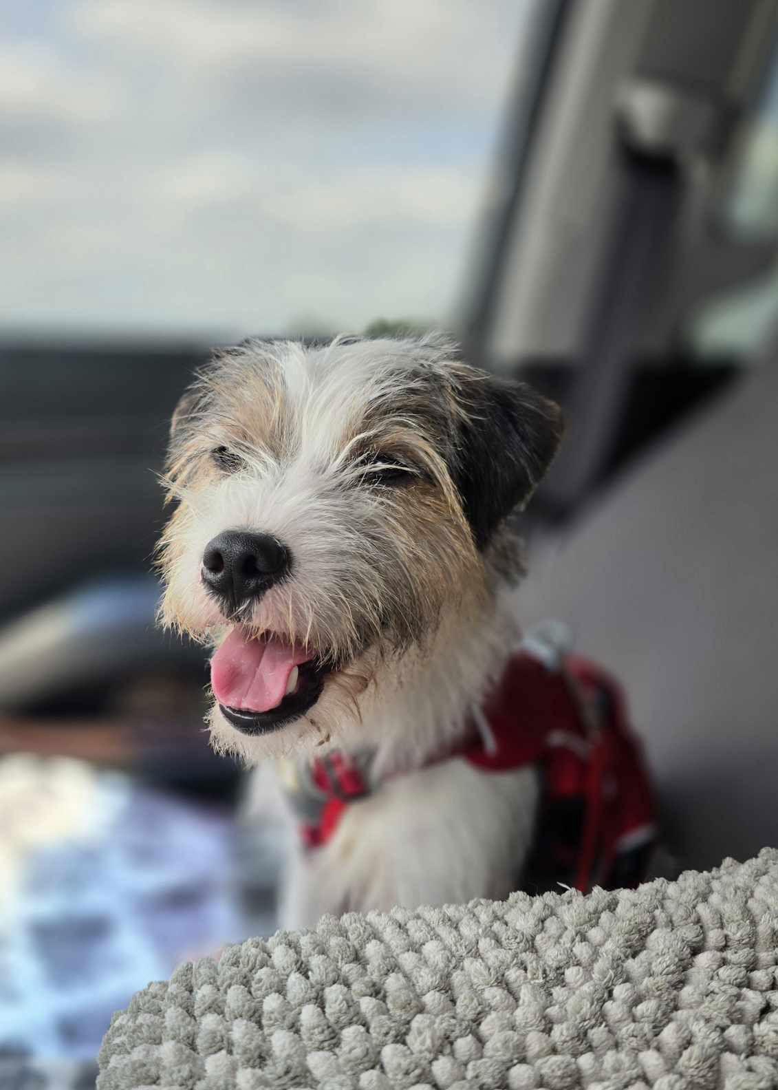 Enlarge Trek, a Adopted mixed breed in Columbus, IN image 2/3