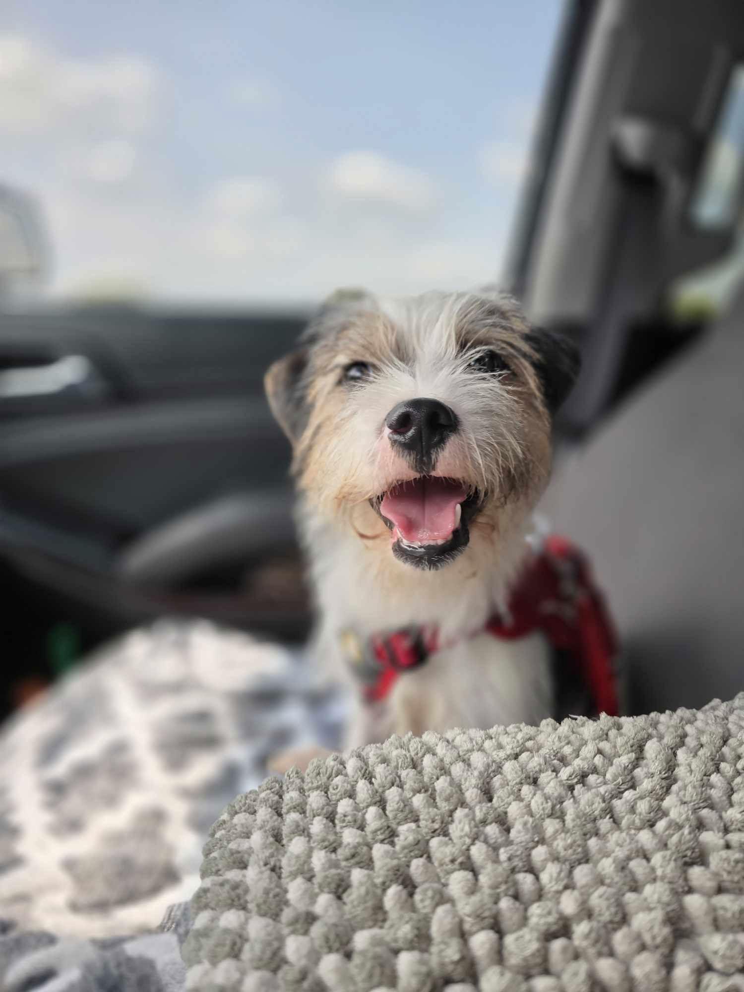 Enlarge Trek, a Adopted mixed breed in Columbus, IN image 3/3