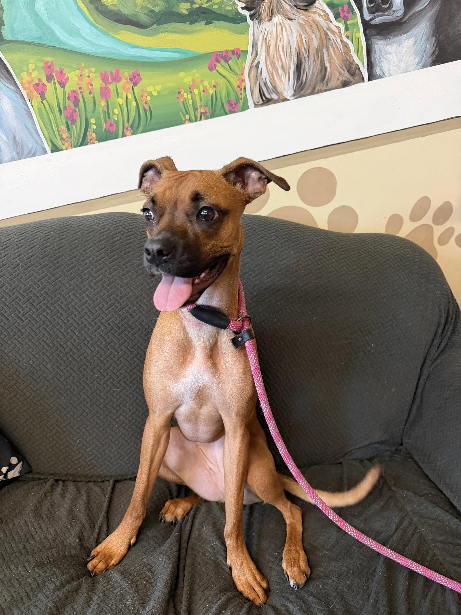 Nelly, Adoptable, Young Female Boxer.