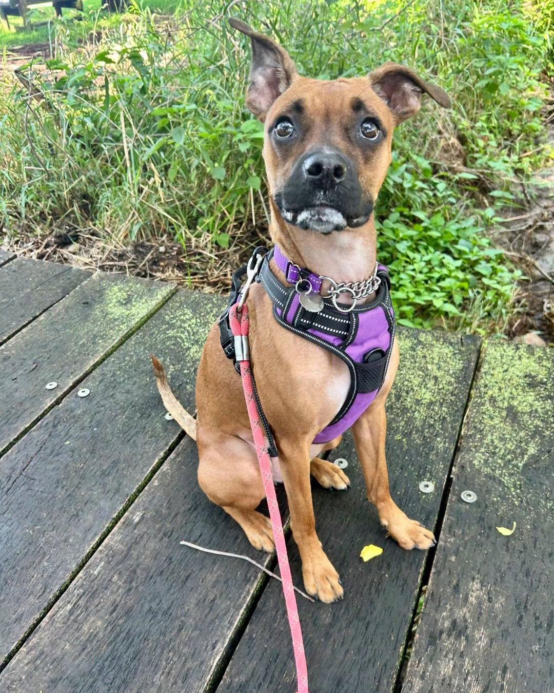 Enlarge Nelly, a Adoptable Boxer in Williamsburg, IA image 2/3