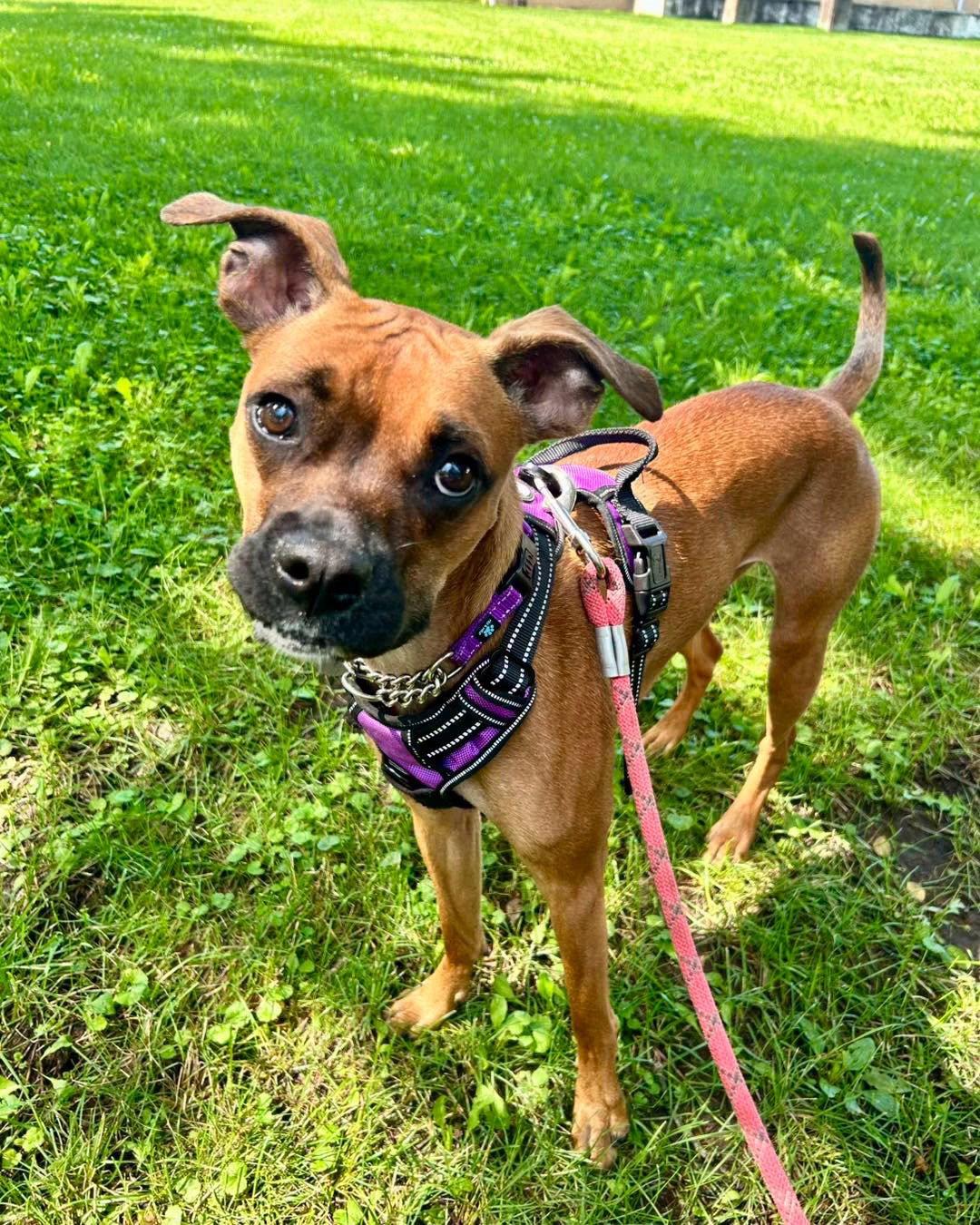 Enlarge Nelly, a Adoptable Boxer in Williamsburg, IA image 3/3