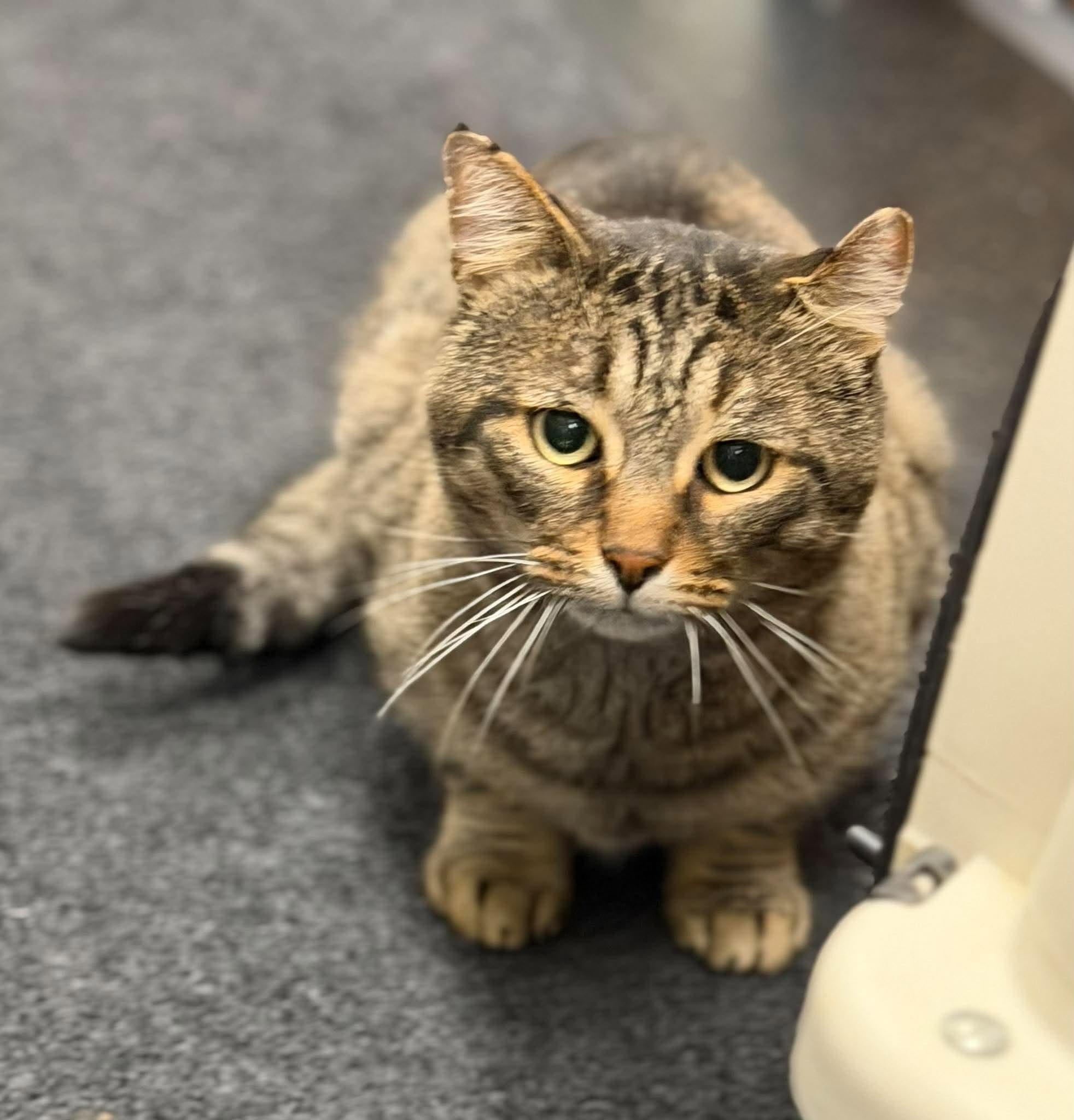Enlarge Lincoln, a Adoptable Domestic Short Hair in London, ON image 3/4