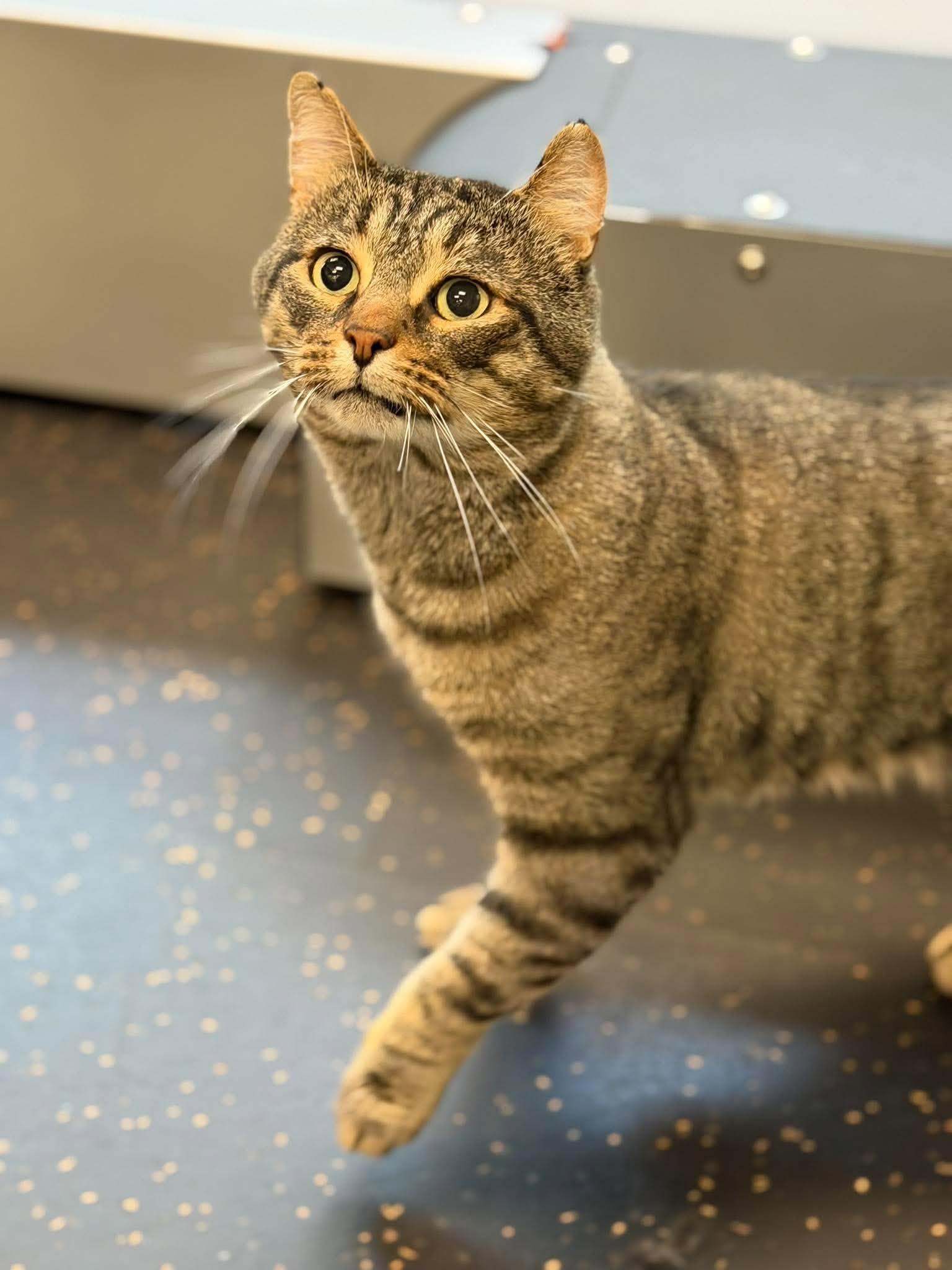 Enlarge Lincoln, a Adoptable Domestic Short Hair in London, ON image 4/4