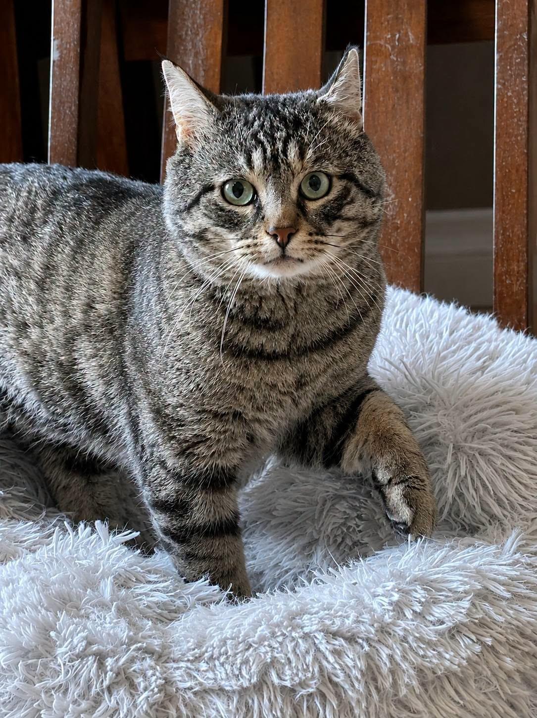 Enlarge Lincoln, a Adoptable Domestic Short Hair in London, ON image 1/4