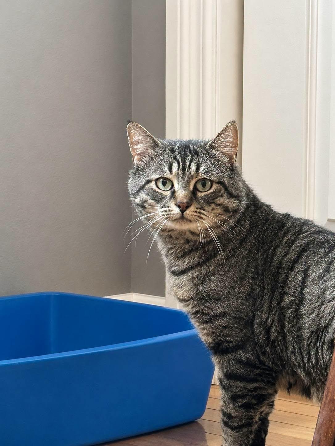 Enlarge Lincoln, a Adoptable Domestic Short Hair in London, ON image 2/4