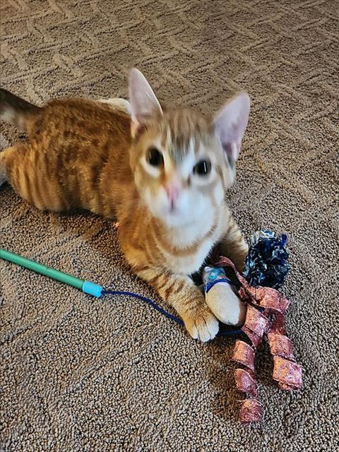 Enlarge AMBER, a Adoptable Domestic Short Hair in Sacramento, CA image 1/1