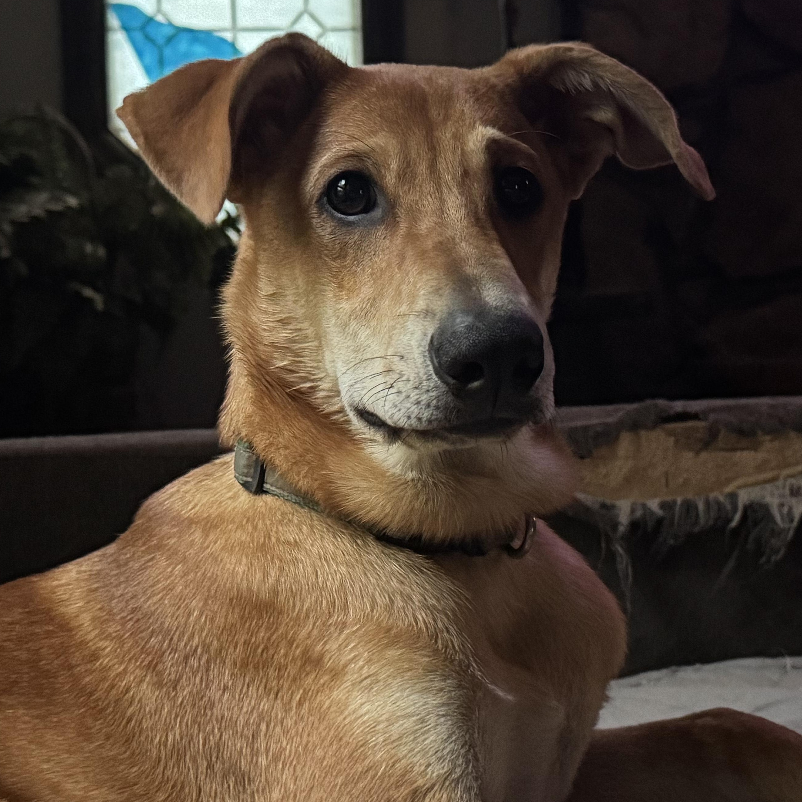Enlarge Chaos, a Adoptable mixed breed in Ragland, AL image 2/5
