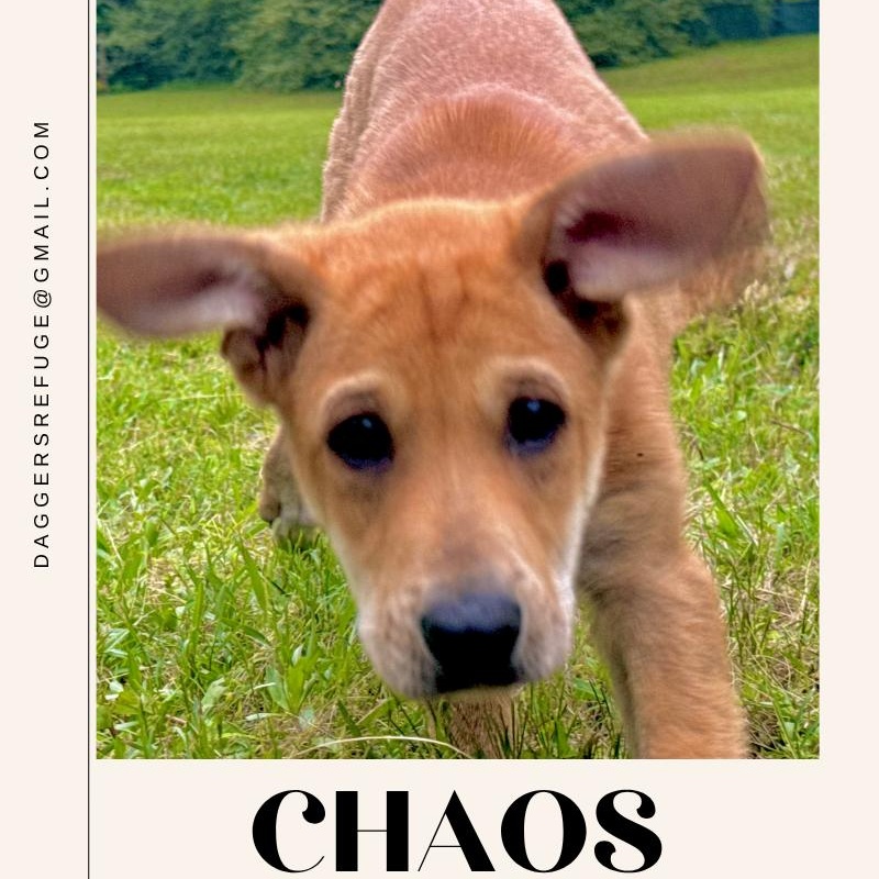 Enlarge Chaos, a Adoptable mixed breed in Ragland, AL image 5/5